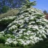 Viorne De Chine - Viburnum Plicatum Tomentosum 1 Viorne De Chine - Viburnum Plicatum Tomentosum -Promesse de Fleurs Magasin Viburnum plicatum Tomentosum 1002362 1