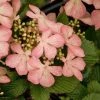 Viorne - Viburnum Plicatum Pink Beauty -Promesse de Fleurs Magasin Viburnum plicatum pink beauty 7542 1