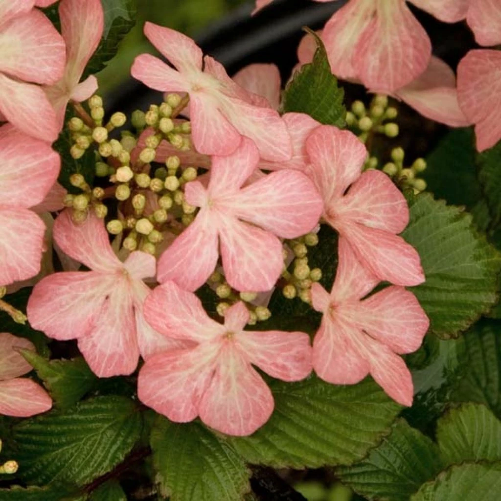Viorne - Viburnum Plicatum Pink Beauty 3 Viorne - Viburnum Plicatum Pink Beauty