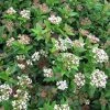 Viburnum Tinus Eve Price - Laurier Tin -Promesse de Fleurs Magasin Viburnum tinus Eve Price 781506 1