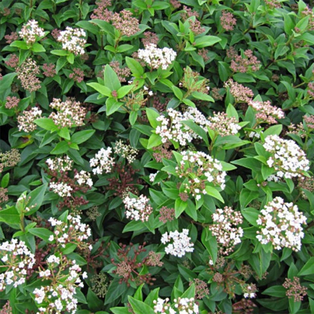 Viburnum Tinus Eve Price - Laurier Tin 3 Viburnum Tinus Eve Price - Laurier Tin