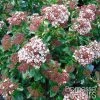 Viorne, Laurier Tin - Viburnum Tinus Gwenlian 2 Viorne, Laurier Tin - Viburnum Tinus Gwenlian -Promesse de Fleurs Magasin Viburnum tinus Gwenllian 100237 1