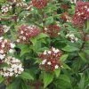 Viburnum Tinus Lisarose - Laurier-tin Rose -Promesse de Fleurs Magasin Viburnum tinus Lisarose 782020 1