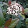 Viburnum Tinus Purpureum - Viorne Tin, Laurier Tin -Promesse de Fleurs Magasin Viburnum tinus Purpureum 100288 1