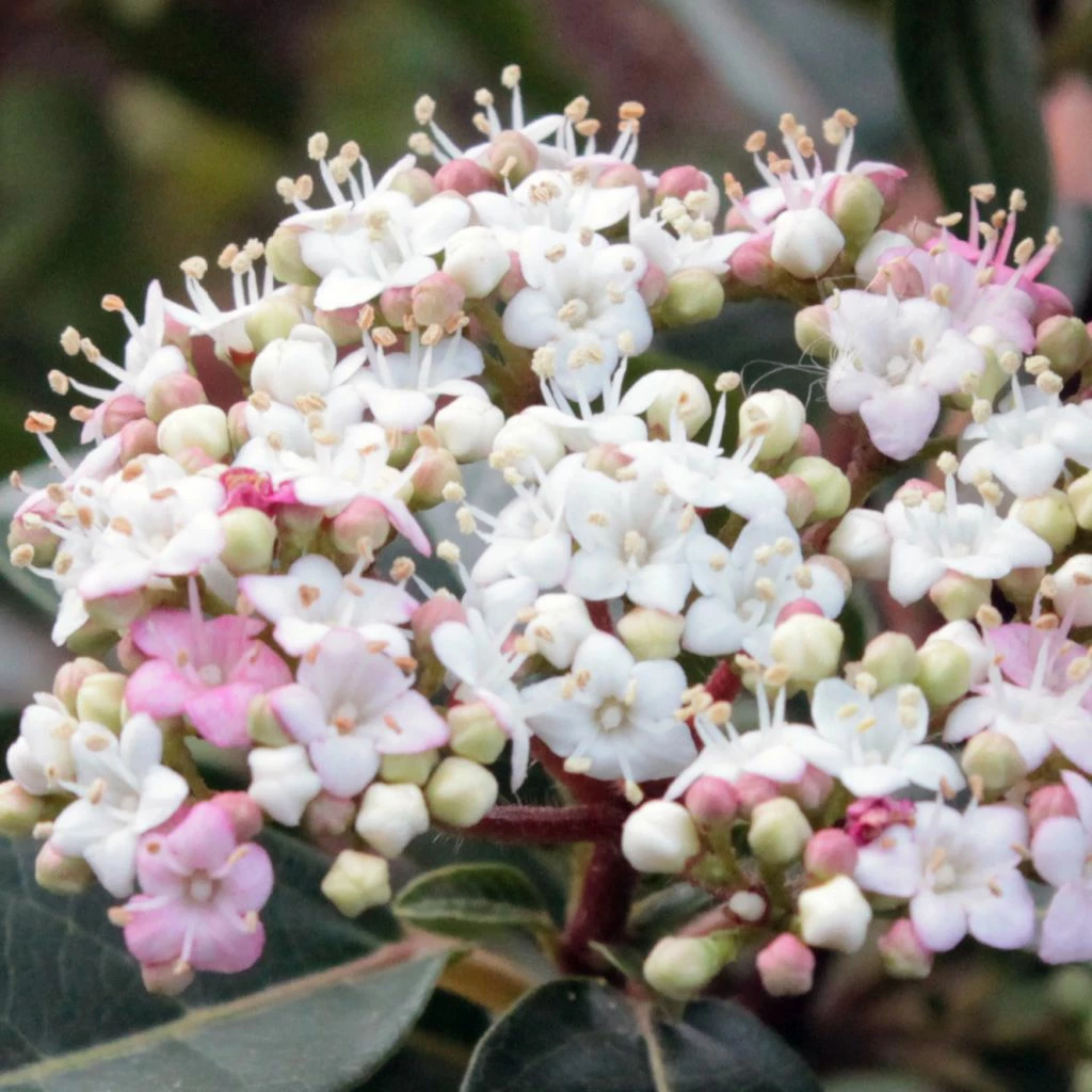 Viorne, Laurier Tin- Viburnum Tinus Spirit 3 Viorne, Laurier Tin- Viburnum Tinus Spirit