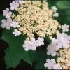 Viorne Trilobée - Viburnum Trilobum Wentworth -Promesse de Fleurs Magasin Viburnum trilobum Wentworth 84386 1