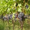 Vigne Cabernet Franc 2 Vigne Cabernet Franc -Promesse de Fleurs Magasin Vigne Cabernet Franc 78366 1