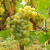 Vigne Chardonnay 2 Vigne Chardonnay -Promesse de Fleurs Magasin Vigne Chardonnay 78369 1