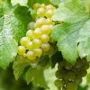 Vigne Riesling - Vitis Vinifera