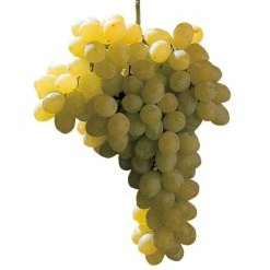 Vigne Sans Pépin Sultanica Bianca - Sultanine