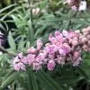 Vitex Agnus-castus Santamaria - Gattilier 2 Vitex Agnus-castus Santamaria - Gattilier -Promesse de Fleurs Magasin Vitex Santamaria 16588 1