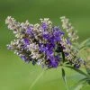 Vitex Agnus-castus Blue Puffball - Gattilier -Promesse de Fleurs Magasin Vitex agnus 85811 1