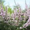 Vitex Agnus-castus Galactic Pink - Gattilier -Promesse de Fleurs Magasin Vitex agnus castus Galactic Pink Gattilier IF 17954 1