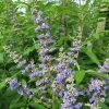 Vitex Agnus-castus Magical Summertime Blues - Gattilier -Promesse de Fleurs Magasin Vitex agnus castus Magical Summertime Blues Helen Froehlich Gattilier IF 17955 1