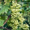 Vigne Evita -Promesse de Fleurs Magasin Vitis vinifera Evita copyright 1006031 1