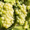 Vigne Lakemont -Promesse de Fleurs Magasin Vitis vinifera Lakemont copyright 1006071 1