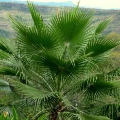 Washingtonia Robusta - Palmier Du Mexique