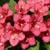 Weigela Hybride Eva Rathke -Promesse de Fleurs Magasin Weigela Eva Rathke 87494 1