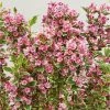 Weigela Kosteriana Variegata - Weigelia Kosteriana Variegata 2 Weigela Kosteriana Variegata - Weigelia Kosteriana Variegata -Promesse de Fleurs Magasin Weigela Kosteriana Variegata 89406 1
