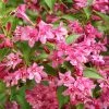 Weigela Minuet -Promesse de Fleurs Magasin Weigela Minuet copyright 1008971 1