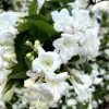 Weigela Snowflake -Promesse de Fleurs Magasin Weigela Snowflake copyright 1002901 1