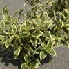 Weigela White Lightning -Promesse de Fleurs Magasin Weigela White Lightning IF 1008992 1