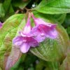 Weigela Wings Of Fire -Promesse de Fleurs Magasin Weigela Wings of Fire 84389 1