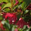 Weigela Florida Cherry Lace -Promesse de Fleurs Magasin Weigela florida Cherry Lace copyright 16349 1