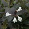Weigela Florida Ebony And Ivory