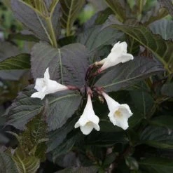 Weigela Florida Ebony And Ivory