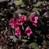 Weigela Florida Minor Black -Promesse de Fleurs Magasin Weigela florida Minor Black 84393 1