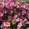 Weigela Florida Pink Poppet 2 Weigela Florida Pink Poppet -Promesse de Fleurs Magasin Weigela florida Pink Poppet copyright 78185 1