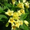 Weigela Middendorffiana -Promesse de Fleurs Magasin Weigela middendorffiana 781921 1