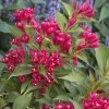 Weigela All Summer Red -Promesse de Fleurs Magasin Weigelia All Summer Red 84476 1