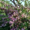 Weigela Stelzneri -Promesse de Fleurs Magasin Weigelia Stelzneri 1008981 2 1