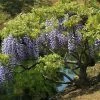 Glycine Du Japon - Wisteria Floribunda -Promesse de Fleurs Magasin Wisteria floribunda 882405 1 2