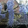 Glycine Blue Moon - Wisteria Frutescens Var. Macrostachya -Promesse de Fleurs Magasin Wisteria macrostachya Blue Moon 88235 1