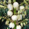 Yucca Gloriosa - Dague Espagnole 1 Yucca Gloriosa - Dague Espagnole -Promesse de Fleurs Magasin Yucca gloriosa 83488 1