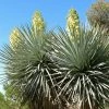 Yucca Rigida - Yucca Bleu -Promesse de Fleurs Magasin Yucca rigida 83492 2