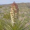 Yucca Torreyi - Yucca De Torrey -Promesse de Fleurs Magasin Yucca torreyi de Torrey copyright 17170 1