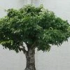Zelkova Serrata Green Vase - Orme De Sibérie -Promesse de Fleurs Magasin Zelkova serrata Green Vase 781528 1
