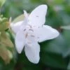 Abelia Grandiflora Francis Mason -Promesse de Fleurs Magasin abelia francis mason 7828 1