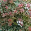 Abelia Grandiflora Tricolor Charm -Promesse de Fleurs Magasin abelia grandiflora tricolor charm 15366 1