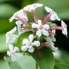 Abelia Mosanensis Monia - Abélia Parfumé 2 Abelia Mosanensis Monia - Abélia Parfumé -Promesse de Fleurs Magasin abelia mosanensis monia 83903 3