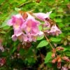 Abelia Parviflora Bumble Bee -Promesse de Fleurs Magasin abelia parviflora bumble bee 85981 1