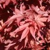 Érable Du Japon - Acer Palmatum Twomblys Red Sentinel -Promesse de Fleurs Magasin acer palmatum twomblys red sentinel ld 1003411 1
