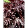 Acer Platanoides Crimson Sentry - Érable Plane -Promesse de Fleurs Magasin acer platanoides crimson sentry 1000452 1