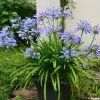 Agapanthe Pitchoune Blue -Promesse de Fleurs Magasin agapanthus pitchoune blue 0524 1