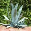 Agave Americana - Agave D'Amérique -Promesse de Fleurs Magasin agave americana 82186 5