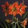 Amaryllis Terra Cotta -Promesse de Fleurs Magasin amaryllis Terra Cotta 56703 1